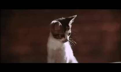 The Asian Chi&nbsp;Cat.