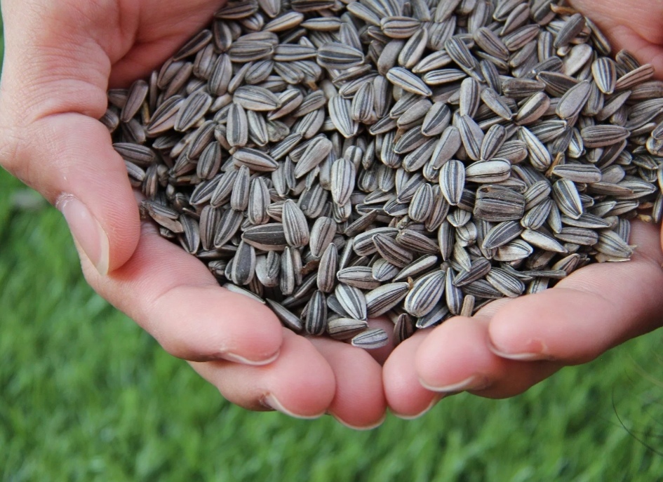 2019 in-tuition, understanding the&nbsp;seed.