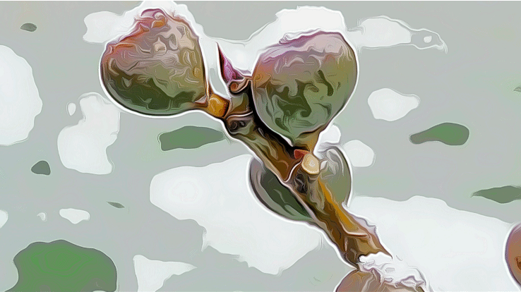 |Luke 13 | The parable of the fig tree&nbsp;|