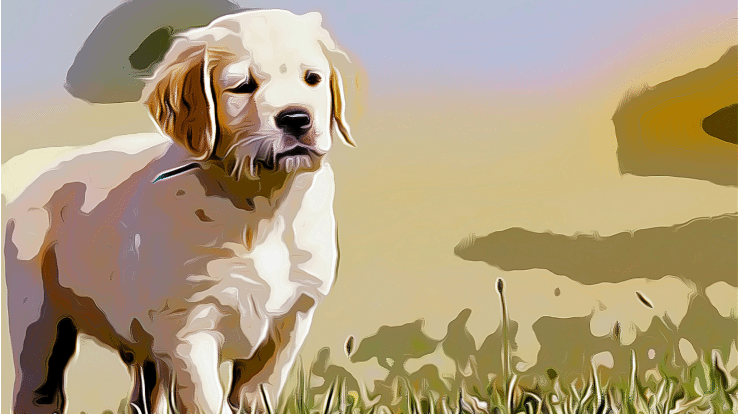 Dreaming of a Golden&nbsp;Retriever.